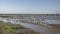 Water birds in Lake Manyara