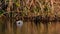 Water birds - little grebe, tachybaptus ruficollis