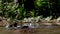 Water birds - Mallard, duck, Anas platyrhynchos