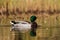 Water birds - Mallard, duck, Anas platyrhynchos