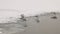 Water birds - seagulls on Frozen river