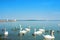 Water birds, swans, ducks and seagulls near the pier of Siofok i