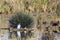 Water birds wintering at Lake Hula