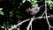 Water Birds - Young Common Moorhen, Moorhen, Gallinula chloropus