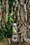 Water bottle with a slice of lemon stands near a tree trunk entwined with ivy