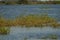 Water brimming in the Palar river submerging plants, Tamil Nadu, India