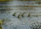 Water brimming in the Palar river submerging plants, Tamil Nadu, India. Selective focus on grass blades