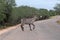 Water buck crossing road in Kruger National Park