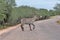 Water buck with long horns crossing road