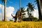 Water bufalo eating grass under the coconut tree