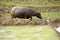 Water buffalo