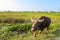 Water buffalo advancing towards the photographer in a rice field in Vietnam