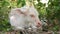 Water buffalo albino resting in greenery. Small funny unique and special albino baby bull grazing in greenery in Thailand.