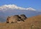 Water buffalo baby and mountain of the Manaslu range