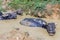 Water Buffalo bathing in mud