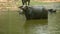 Water buffalo (Bubalus bubalis) in a large puddle looks unkindly