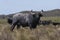 Water buffalo, Bubalus bubalis, species introduced in Argentina,