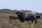 Water buffalo, Bubalus bubalis, species introduced in Argentina,