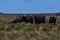 Water buffalo, Bubalus bubalis, species introduced in Argentina,