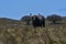 Water buffalo, Bubalus bubalis, species introduced in Argentina, La Pampa province