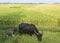 Water Buffalo and Calf in Rice Field