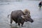 Water buffalo - Carabao in the river