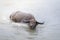 Water buffalo - Carabao in the river