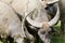 Water buffalo close up eating in the wild