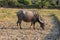 Water buffalo or domestic Asian water buffalo