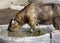 Water Buffalo Drinking Water