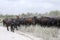 Water Buffalo in the dusty dry season in Belize