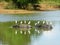 Water buffalo and egrets at watering hole