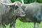 Water Buffalo With Eyes Closed