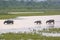 Water Buffalo Family in a Wetland