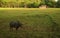 Water buffalo on the farm