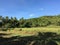 Water buffalo at farm land