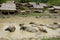 Water buffalo in front of Hmong village, Laos