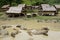 Water buffalo in front of Hmong village, Laos