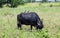 Water buffalo grazes at the meadow