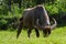 Water buffalo grazing in field