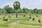 Water buffalo grazing in green meadow