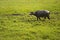 Water buffalo grazing in the meadow in a valley surrounded by hills