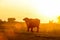 Water buffalo grazing at sunset next to the river Strymon