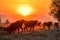 Water buffalo grazing at sunset next to the river Strymon