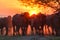 Water buffalo grazing at sunset next to the river Strymon