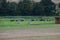 water buffalo herd in green grassland