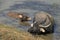 A water buffalo and its young are bathing in a lake in the countryside near Hanoi (Vietnam)