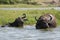 Water buffalo - Kazinga Channel Uganda