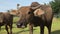 Water buffalo looking at camera and come forward