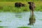 Water buffalo masses in wetland